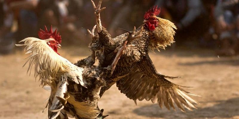 Đá Gà IWIN Hướng dẫn tham gia đá gà IWIN từ A đến Z