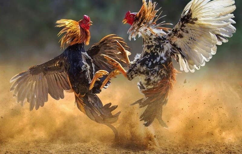 Đá Gà IWIN Mẹo tăng khả năng chiến thắng khi tham gia đá gà IWIN